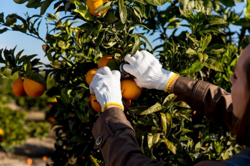 202602021115195823 202602021115195823